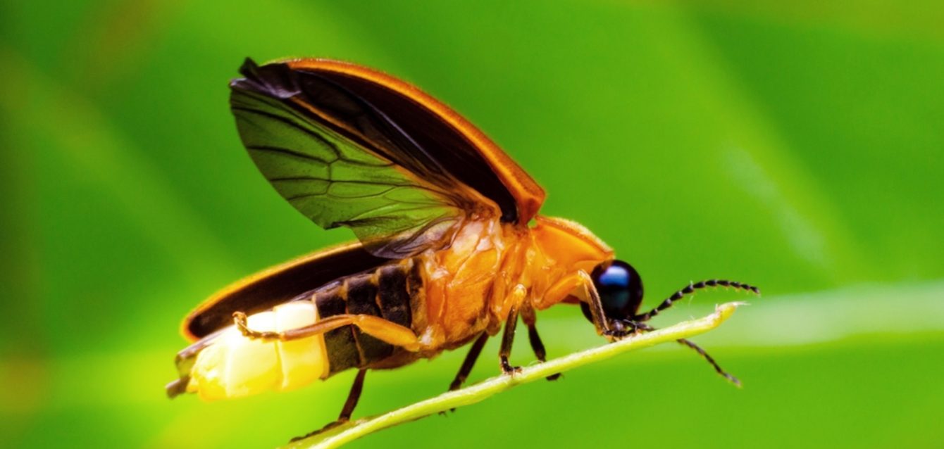 Firefly
