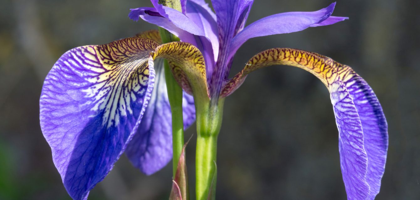 Iris