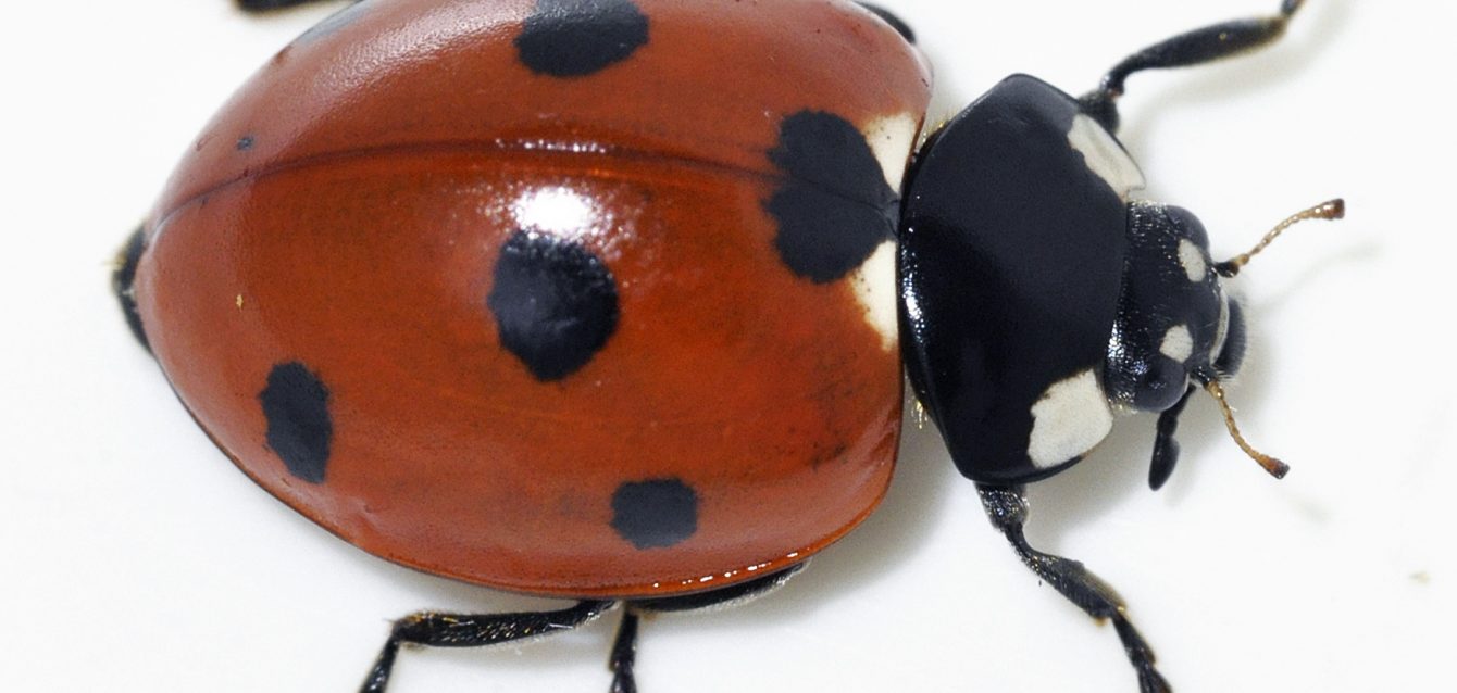 Ladybug
