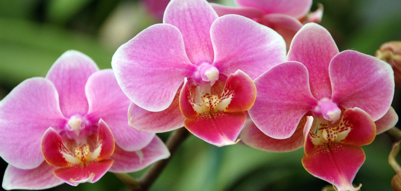 Orchid