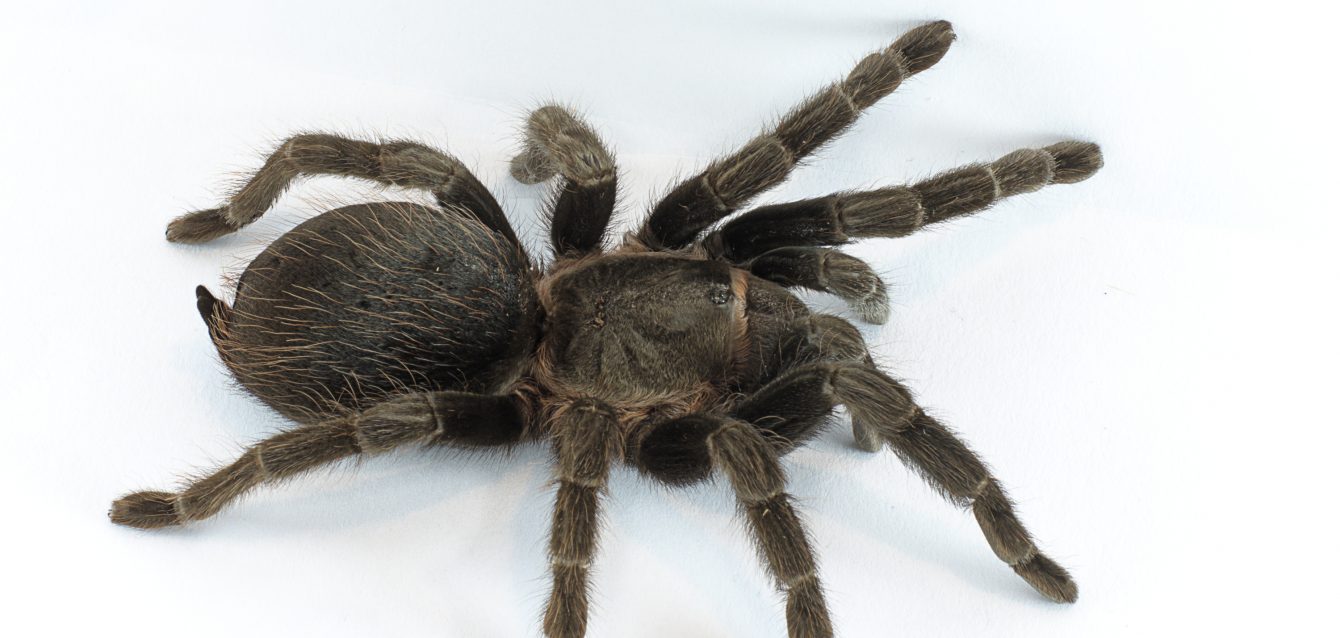 Tarantula