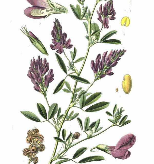 Alfalfa