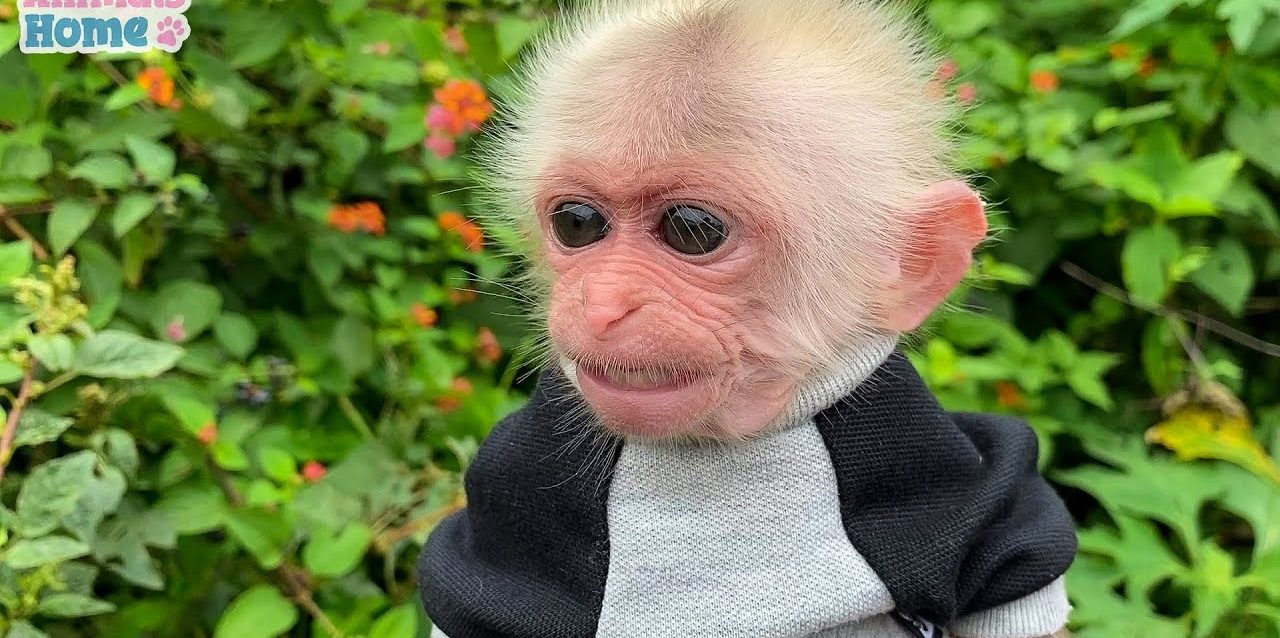 Bibi the Monkey