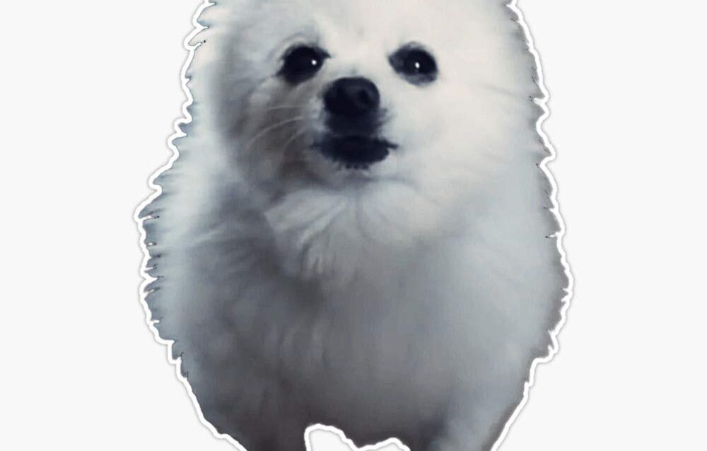 Gabe the Dog