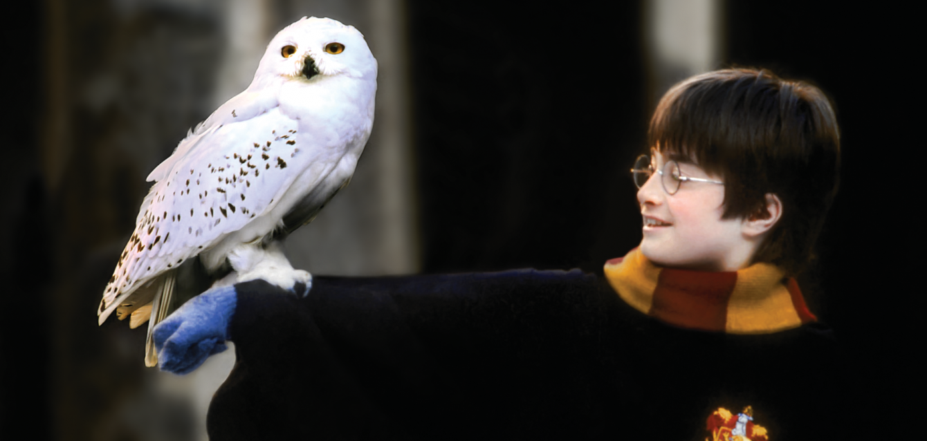 Hedwig