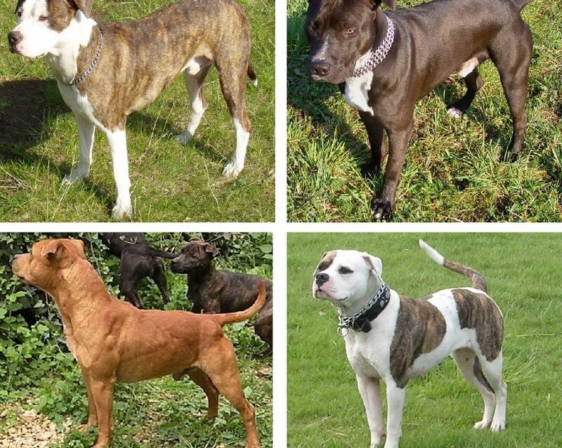 Pitbull