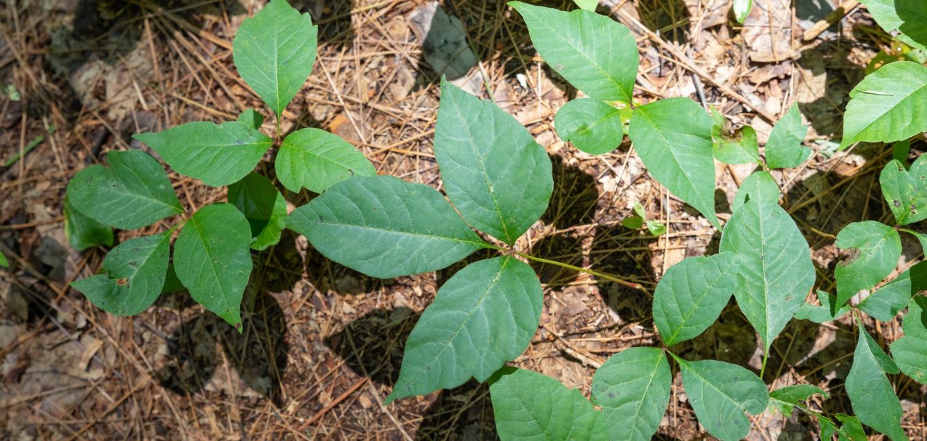 Poison Ivy