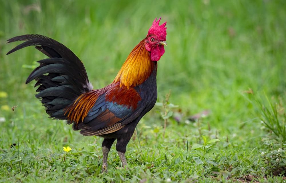Rooster