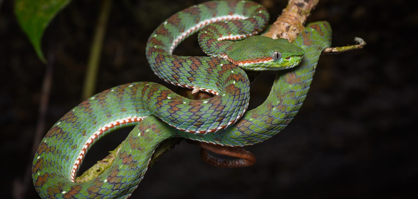 Snake